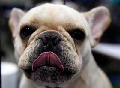 La Sûreté du Québec arrête trois personnes en lien avec une série de vols de chiots
