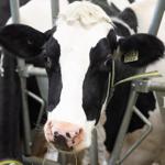 Months-long saga of runaway cattle in Quebec comes to an end with weekend capture