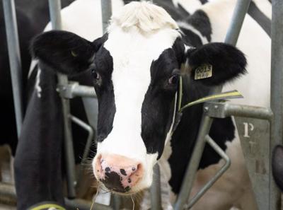 Months-long saga of runaway cattle in Quebec comes to an end with weekend capture