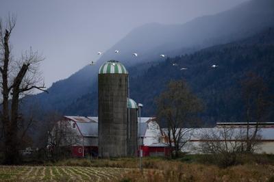 Alberta animal welfare agency says dog that tested positive for avian influenza dead
