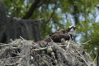 Takeaways from AP's story on Alabama's ecologically important Mobile-Tensaw Delta and its watershed