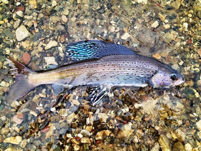 US judge blocks water pipeline in Montana that was meant to boost rare fish