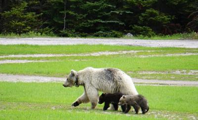 Rare white grizzly bear Nakoda and her cubs die in separate crashes in B.C. park