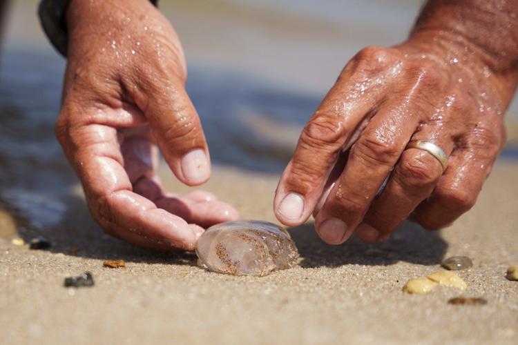 Many Delaware beachgoers feel the sting of a blooming jellyfish population