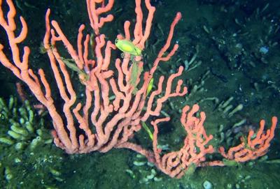 Government closes bottom-contact fishing near rare B.C. coral reef