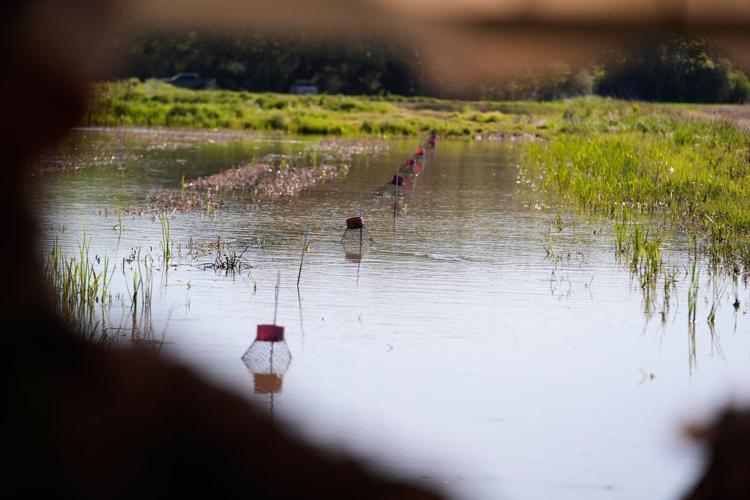 Photos shows the crawfish processing in Louisiana, an industry hit by a shortage of foreign workers