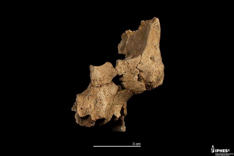 Archaeologists uncover the oldest known partial face fossil of a human ancestor in western Europe