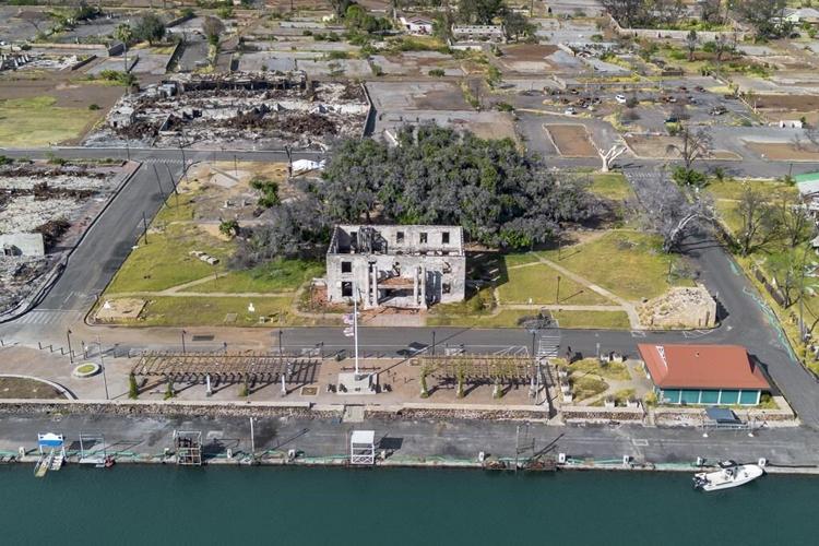 How Lahaina's more than 150-year-old banyan tree is coming back to life after devastating fire