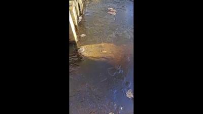 A blast of cold lets gators show off a special skill to survive icy weather