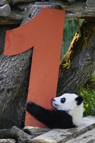 Berlin's newest panda twins, Leni and Lotti, celebrate their 1st birthday