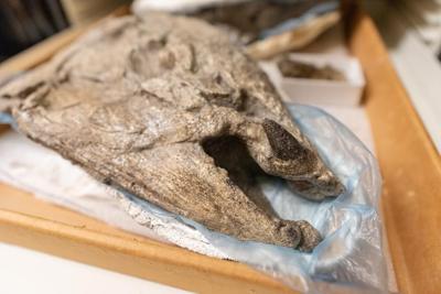 Giant prehistoric salmon had tusk-like teeth for defence, building nests: study