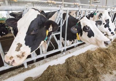Dairy D-Day: panel rules 'clearly in favour of Canada' in U.S. trade dispute