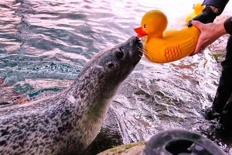 Reggae the seal uses rubber ducks for daily enrichment training at Boston aquarium
