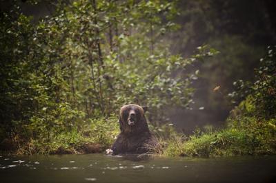 Fisher expected to recover after grizzly attack in southern Alberta: Parks minister