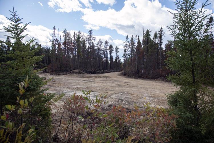 Blackened trees and silence at site of New Brunswick's largest summer wildfire