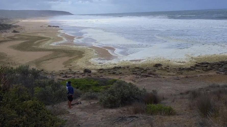 Strange foam and dead fish wash ashore at 2 Australian beaches as surfers fall sick