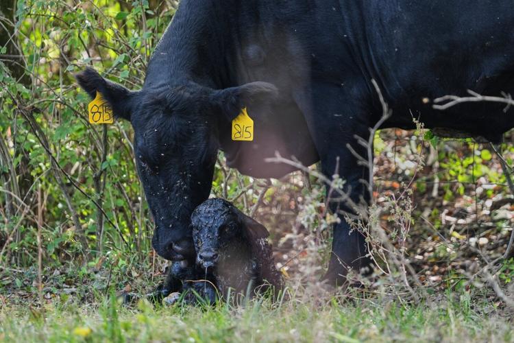 Black vultures attack and kill cattle. Climate change is one reason they're spreading north