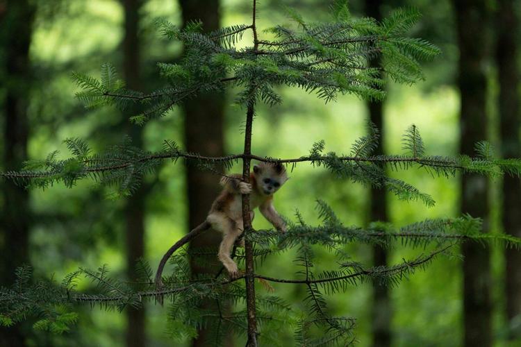 China's rare golden monkeys debut at European zoos, a possible successor to 'panda diplomacy'