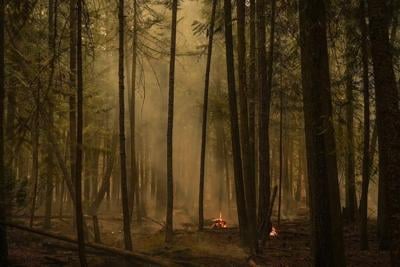 ��ɫtv wildfires 'entirely' drove surge in global tree loss in 2023, study says