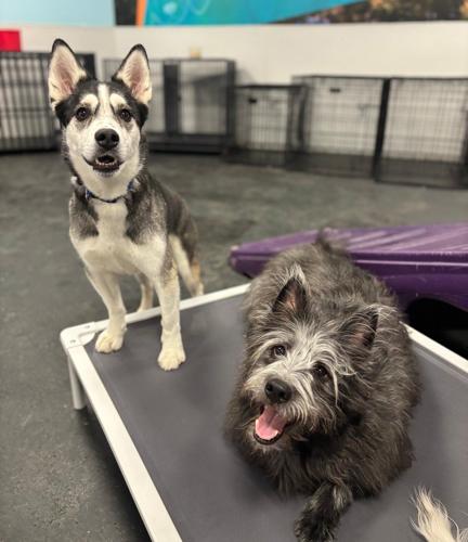 Regina dog escapes yard, makes solo trek to get to beloved daycare