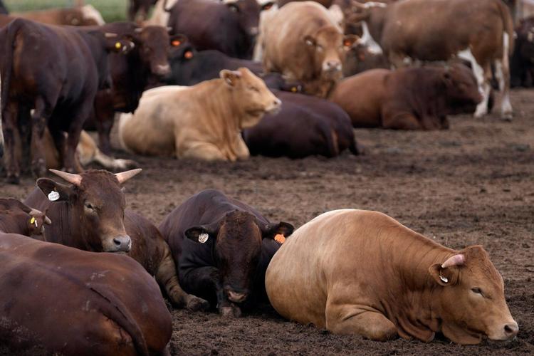 South Africa starts mass cattle vaccination program to halt foot-and-mouth outbreak