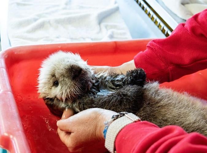 Un bébé loutre de mer âgé de quelques semaines a été sauvé près de Tofino, en C.-B.