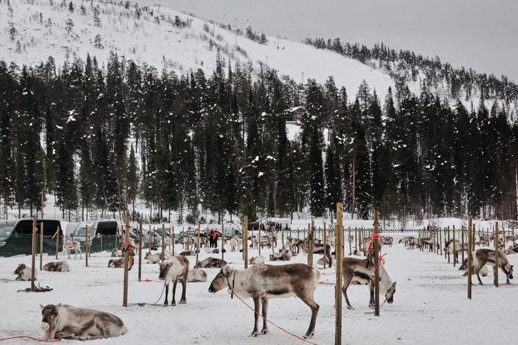 Reindeer racing thrills spectators in Finland's frigid north near the Russian border