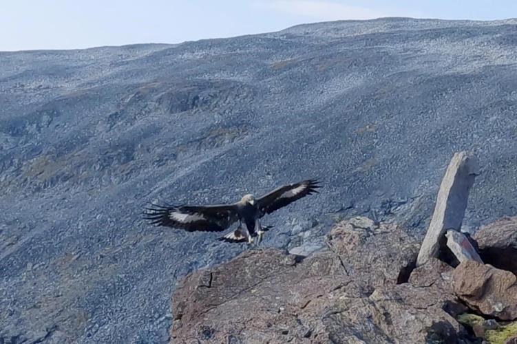 Golden eagle attacks toddler and 3 others in Norway. Expert suspects a 'behavioral disorder'