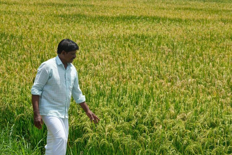 Iran war forces farmers to seek fertilizer alternatives from cow dung to compost