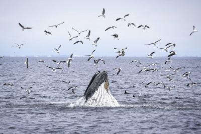 Marine scientist says whale strikes 'almost inevitable,' urges boaters to slow down