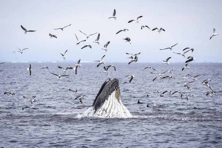 Marine scientist says whale strikes 'almost inevitable,' urges boaters to slow down