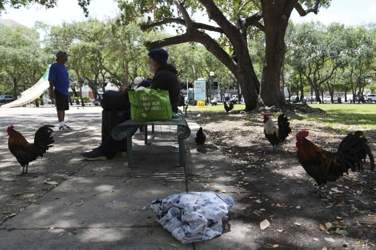 Wild chickens take over Miami while some embrace roosters as a cultural symbol