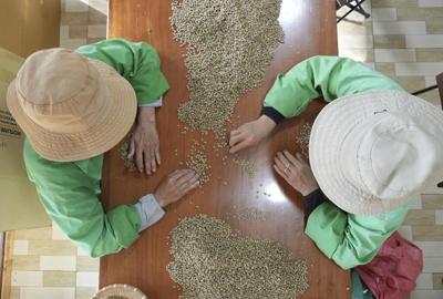 La sécheresse au Brésil et au Vietnam montre l'impact du climat sur les prix du café
