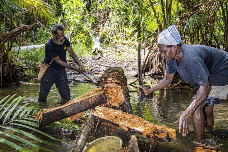 World's largest deforestation project fells forests for bioethanol fuel, sugar and rice in Indonesia