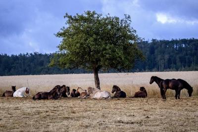 Germans should emulate southern Europeans' siesta during heat waves, public health group says