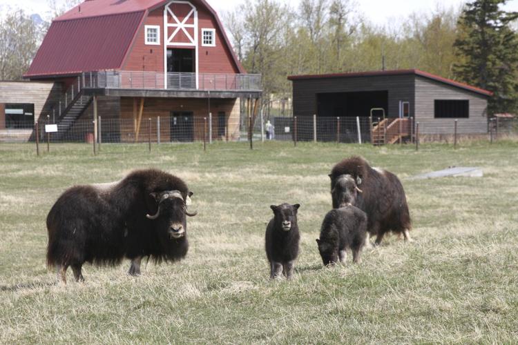 An Alaska Mother's Day tradition: Mingling with ice age survivors on a farm