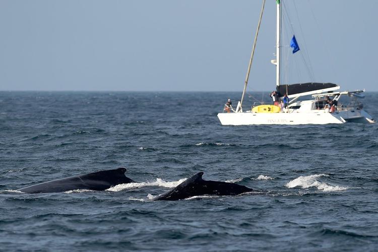 Sightings of humpback whales surge in Rio de Janeiro, fueling demand for whale-watching trips