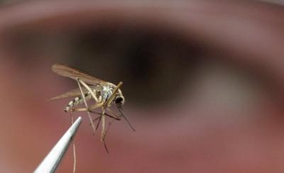 Not-for-profit runs disease-fighting mosquito program in Colombia, not Bill Gates