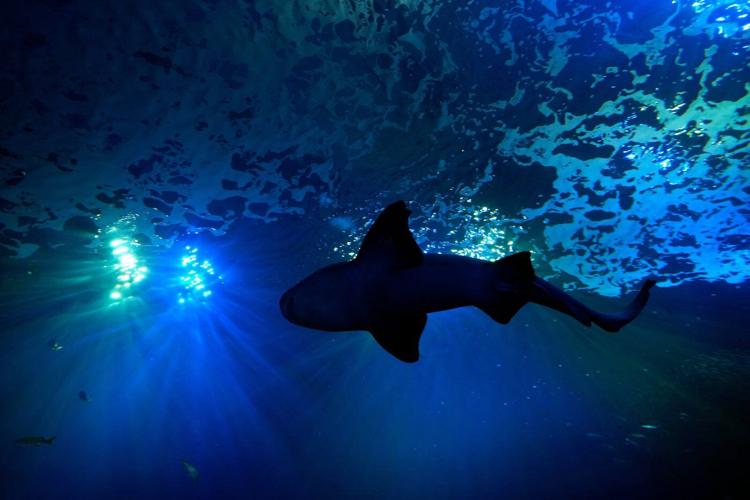 Florida's Mote Marine Laboratory relocates hundreds of marine animals to new $130M facility