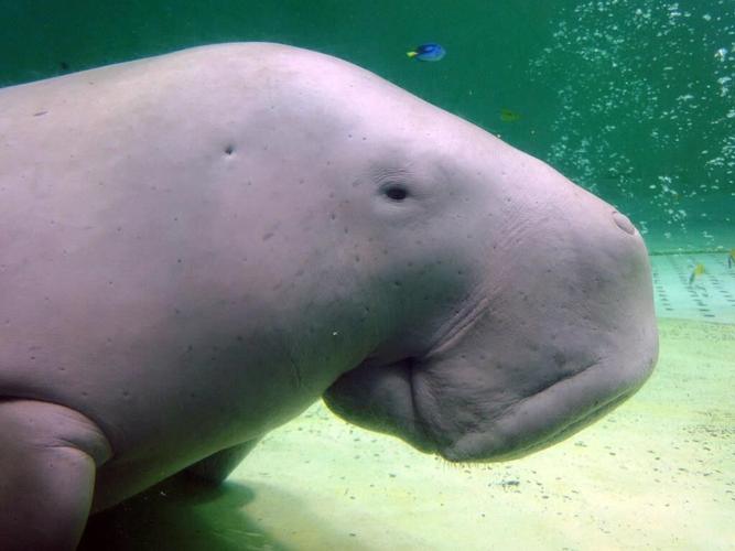 Manatee cousin, abalone among new species facing extinction