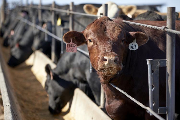 Proposal to ban lab-grown meat in Nebraska gets pushback from ranchers and farm groups