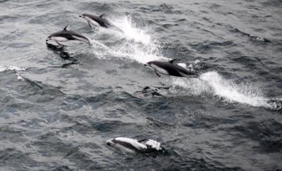 Man seen 'speeding toward' dolphins in B.C. waters fined $5,000