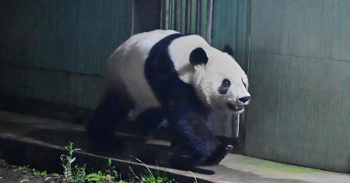 Japan's last pair of pandas have arrived back in China | World News ...