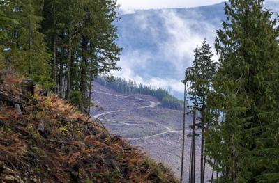 Document reveals approval to harvest remnant old-growth in B.C.'s northwest