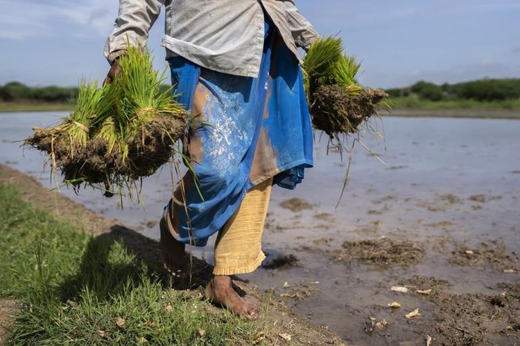 In dry, unreliable weather, Indian farmers restore arid land
