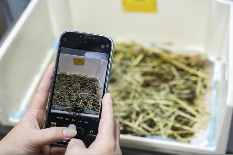 Hong Kong pet rabbits enjoy bunny resort while owners away