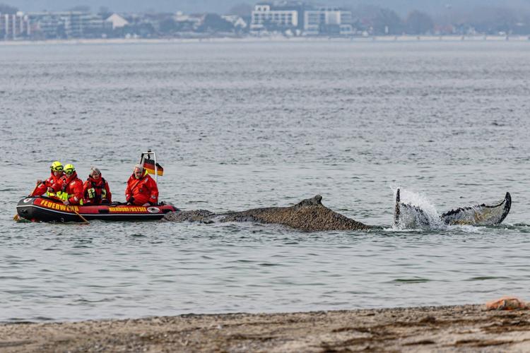 Humpback whale freed by rescuers in Baltic Sea has become stranded again