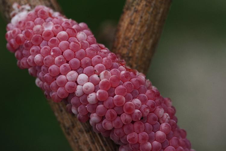 Giant snails and tiny insects threaten the South's rice and crawfish farms