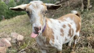 The GOAT: Hooved friend provides moral support to firefighters in Colorado