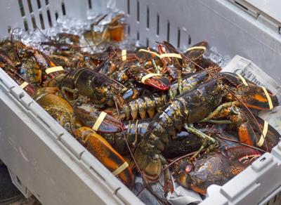 La Nouvelle-Écosse veut durcir le ton contre la pêche illégale de homards